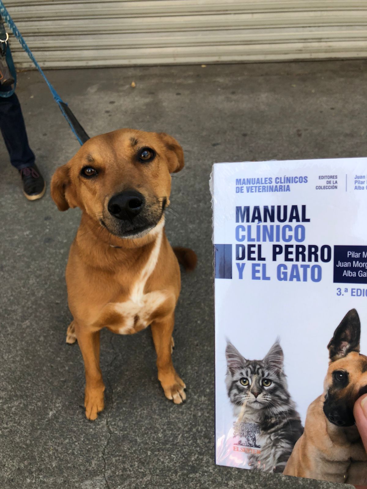 Manual clínico del perro y el gato