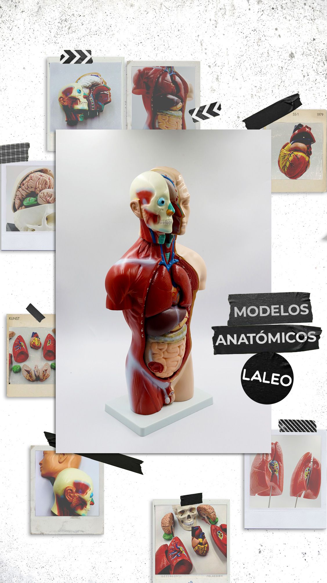 Modelos de Anatomía