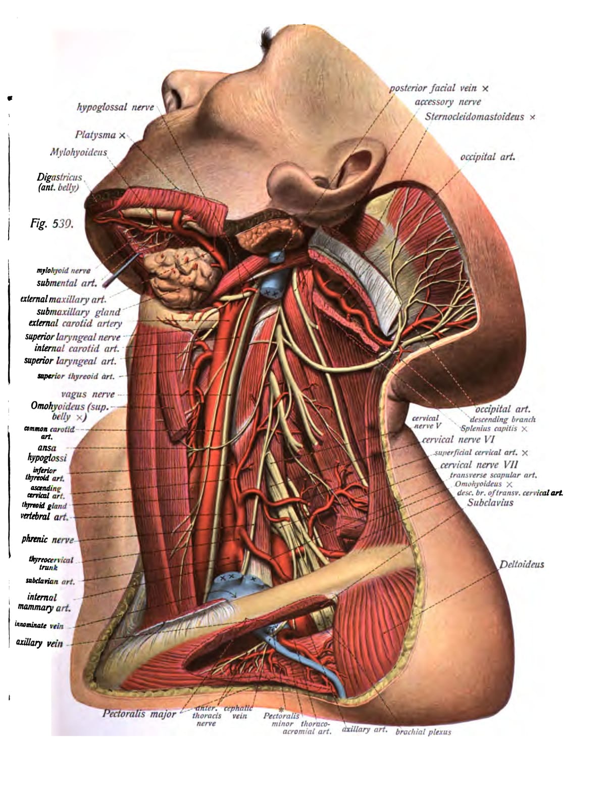 Cómo Estudiar Anatomía: Una Guía Completa para Estudiantes de Medicina