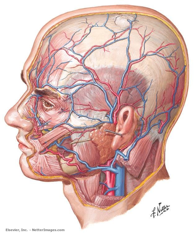 Redescubre el Cuerpo Humano: La Nueva Edición del Atlas de Anatomía Humana de Netter