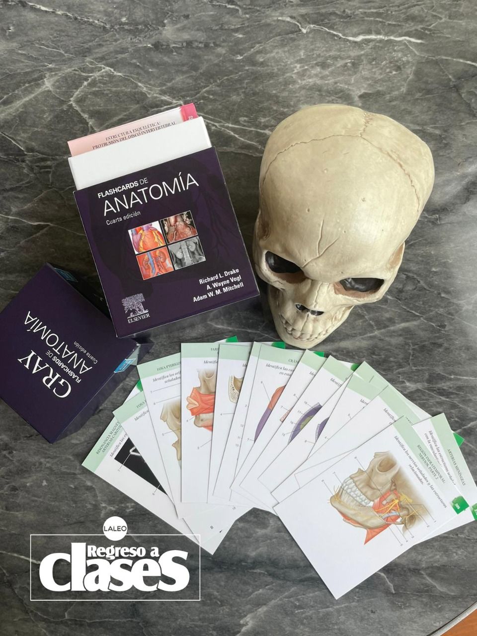 Gray. Flashcards de Anatomía