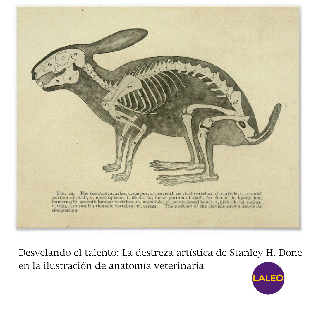 Desvelando el talento: La destreza artística de Stanley H. Done en la ilustración de anatomía veterinaria