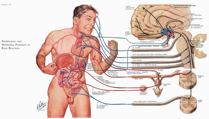 Frank H. Netter: El maestro de la anatomía