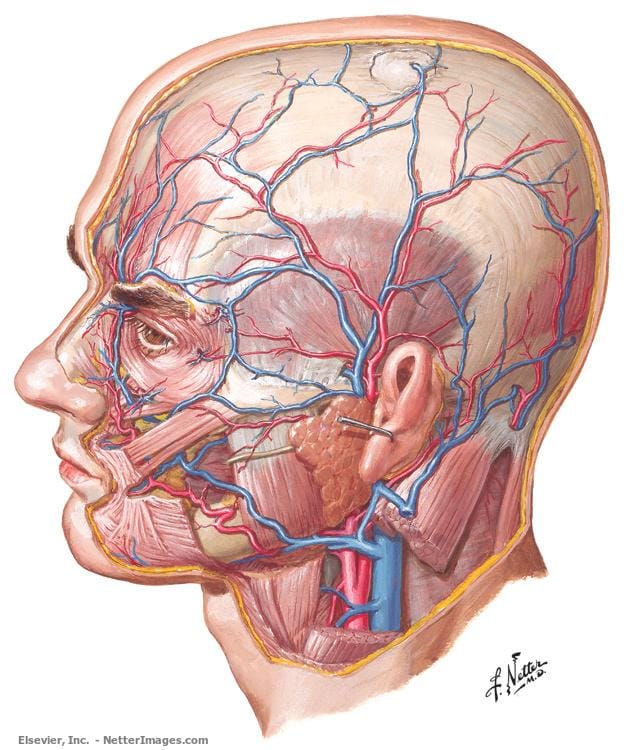 Explorando el Arte de Frank Netter: El Miguel Ángel de la Medicina
